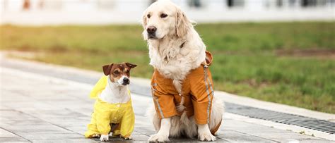 De 7 beste regenjassen voor je hond 